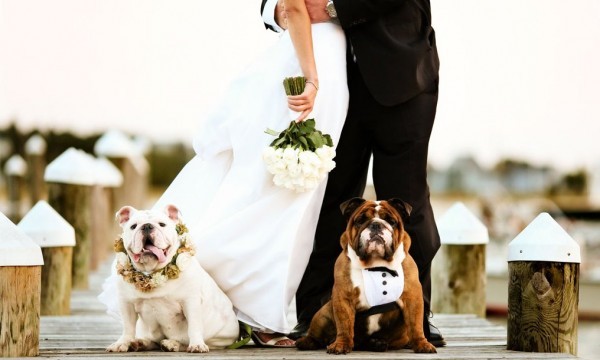 Want Your Pet to Be a Bridesmaid?